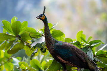 The green peafowl, Green Peacock, Pavo muticus is a peafowl species native to the tropical forests of Indonesia