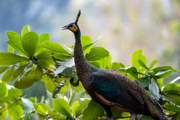 The green peafowl, Green Peacock, Pavo muticus is a peafowl species native to the tropical forests...