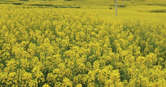 Yellow cole flowers flowering at countryside, Yunnan province,China