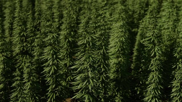 Field of industrial hemp cannabis in the evening sun