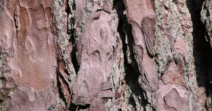 multilayer bark of an old pine close-up,