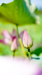 朝咲いて午後には閉じる蓮の花