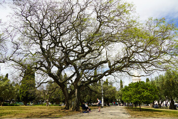 tree in the city in spring with young foliage lisboa. High quality photo