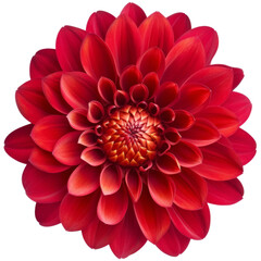 Red Dahlia Flower. Isolated on Transparent Background. generative ai