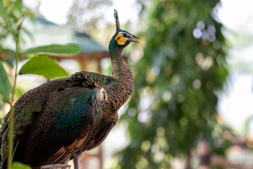 The green peafowl, Green Peacock, Pavo muticus is a peafowl species native to the tropical forests of Indonesia