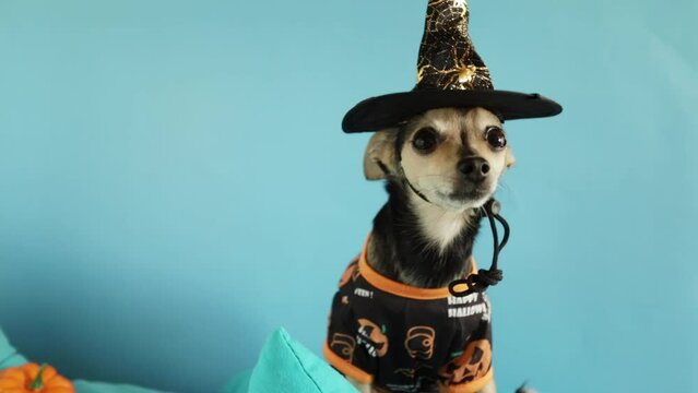 Halloween Dog in halloween costume and festive hat receives a treat