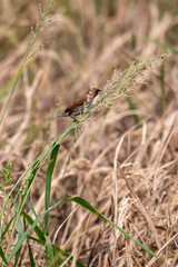 The scaly breasted munia or spotted munia perching on grass, Lonchura punctulata, known as nutmeg mannikin or spice finch, is a sparrow sized estrildid finch 