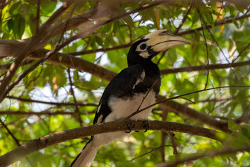 The oriental pied hornbill, Anthracoceros albirostris is an Indo Malayan pied hornbill, a large...