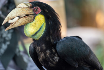 Close up of a female Rhyticeros undulatus bird, The wreathed hornbill is perching on a tree in Borneo forest