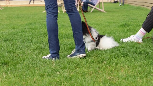 the dog itches on the grass, pet allergy, flea bite, ticks on a small Spitz