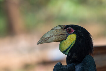 Fototapeta premium Close up of a female Rhyticeros undulatus bird, The wreathed hornbill is perching on a tree in Borneo forest