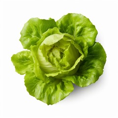 Lettuce isolated on white background with clipping path. Green salad.