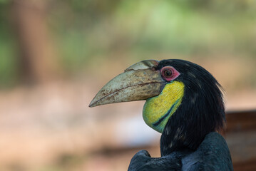 Close up of a female Rhyticeros undulatus bird, The wreathed hornbill is perching on a tree in Borneo forest