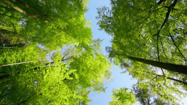 Footage of the canopy in a beautiful green forest, with the camera looking up and moving forward, blue sky in the background
