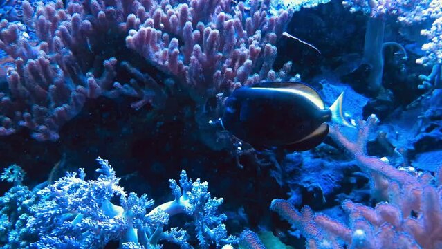 small blue fish named blue tang swimming at blue coral reefs sea water 