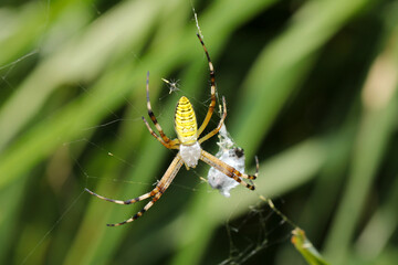 Wasp spider (Nagakoganegumo, Argiope bruennichi) spider with prey wrapped in spider silk. Bright...