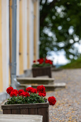 Gronsoo, Sweden Geraniums growing in a pot on a porch.