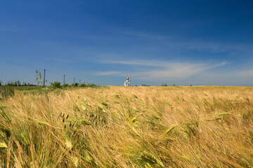 Wheat field, Krasnodar Territory, Russia.