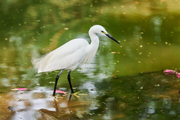 Little Egret small heron white bird hunting on lake in indian Lodi Gardens city park in New Delhi, beautiful white heron bird stands on pond water surface and looks for feed, Little Egret small heron