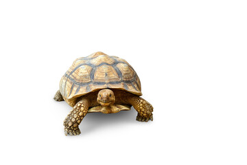 tortoise, cute turtle, sulcata tortoise, african spurred tortoise isolated PNG transparent