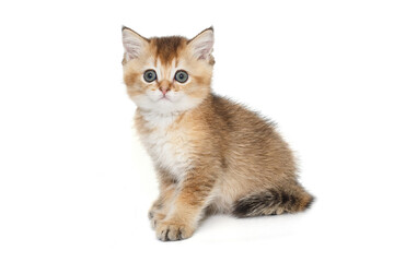 Small, funny Scottish kitten