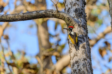 Black Rump Flame back Woodpecker