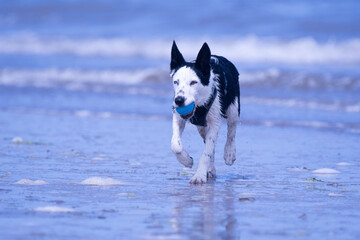 A Border Collie puppy playing at the beach - 628864947