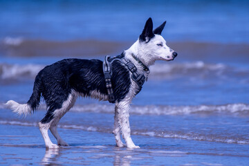 A Border Collie puppy playing at the beach - 628864964
