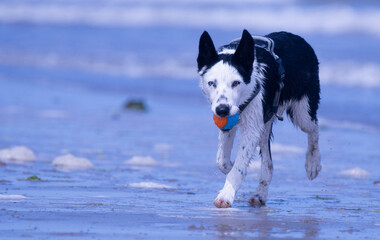 A Border Collie puppy playing at the beach - 628864998