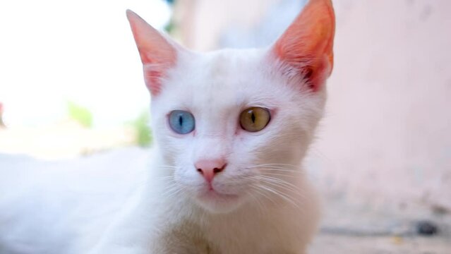 White cat with different color eyes. kitten with blue and yellow eyes. Adorable domestic pets, heterochromia cats. Odd eyes cats. Cats and kittens. Cat close-up video. Cat face close up video