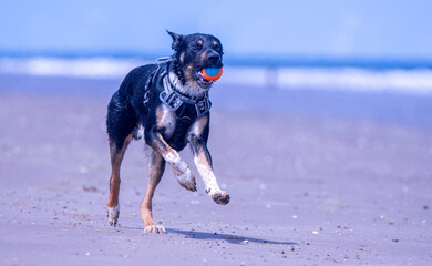 Welsh Border Collie playing on the beach - 628865118