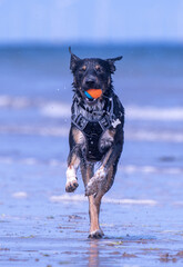 Welsh Border Collie playing on the beach - 628865157