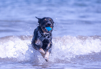 Welsh Border Collie playing on the beach - 628865315