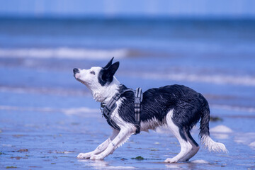 A Border Collie puppy playing at the beach - 628865332