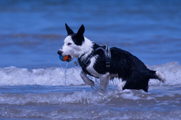 A Border Collie puppy playing at the beach - 628865381