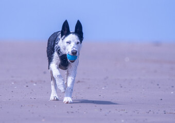 A Border Collie puppy playing at the beach - 628865385