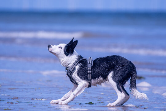 A Border Collie puppy playing at the beach