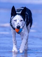 A Border Collie puppy playing at the beach - 628865526