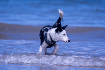 A Border Collie puppy playing at the beach - 628865570