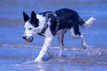A Border Collie puppy playing at the beach - 628865730
