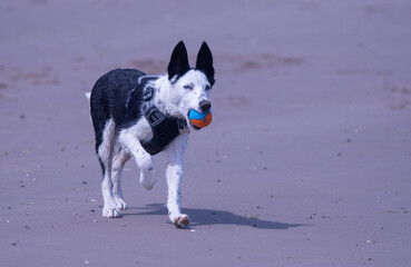A Border Collie puppy playing at the beach - 628865773