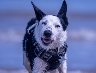 A Border Collie puppy playing at the beach - 628865901