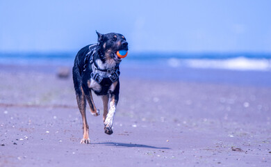 Welsh Border Collie playing on the beach - 628865909