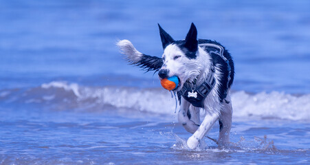 A Border Collie puppy playing at the beach - 628865938