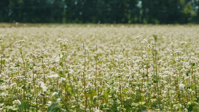 Buckwheat field on a sunny morning. Insects pollinate plant flowers. Common buckwheat or buckwheat, agriculture, farming, annual herbaceous plant of the buckwheat family. Large fields under the
