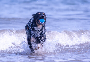 Welsh Border Collie playing on the beach - 628866117