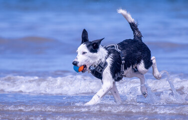 A Border Collie puppy playing at the beach - 628866172