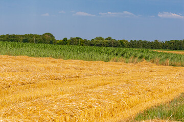 Corn in the field on a sunny day just before harvest. Summer. - 628866322