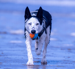 A Border Collie puppy playing at the beach - 628866345