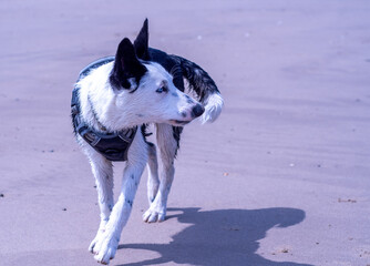 A Border Collie puppy playing at the beach - 628866354